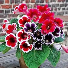 Burgundy Gloxinia Flower Seeds for Planting Compact Growth Heirloom & GMO Free Seeds for Home Garden  Sale