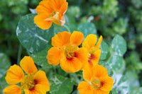 Yellow Nasturtium Flower Seeds for Planting Cut Flower Favorite Heirloom & GMO Free Seeds for Home Garden
 
 Sale