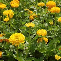 Canary Zinnia Flower seeds for Planting - Vibrant Colors, Heirloom & GMO Free Seeds for Home Garden
 
 Sale