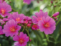 Pink Cotyledon Flower seeds for Planting - Premium Quality, Heirloom & GMO Free Seeds for Home Garden