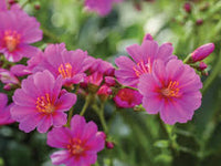 Pink Cotyledon Flower seeds for Planting - Premium Quality, Heirloom & GMO Free Seeds for Home Garden
