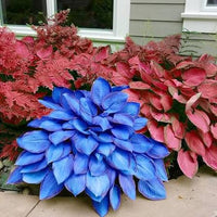 Hosta bulbs planted along a shaded garden border

