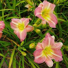 Pink Hemerocallis Flower seeds for Planting Seasonal Bloomer Heirloom & GMO Free Seeds for Home Garden