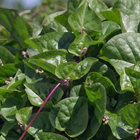 Red Egyptian Spinach Seeds for Home Garden, Raised Beds, Containers & Outdoor Vegetable Growing