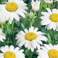 White Shasta Daisy flowers growing in a flower bed with green foliage.

