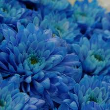 100 Pcs