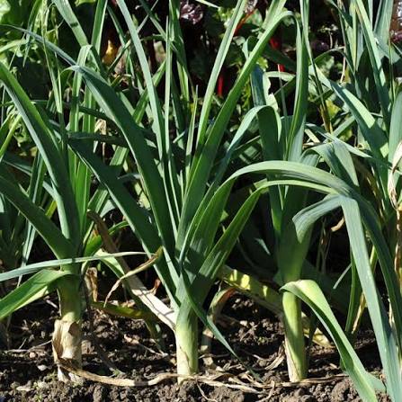 Musselburgh leek vegetable plant for garden growing
