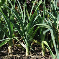 Musselburgh leek vegetable plant for garden growing
