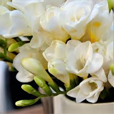 Freesia Flower seeds for Planting Drought Tolerant Heirloom & GMO Free Seeds for Home Garden