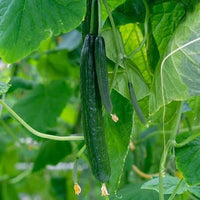 Long Green Cucumber Seeds – Crisp Cucumber Variety for Home Garden Growing