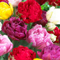Peony bulb mix growing in an outdoor garden bed