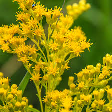 Goldenrod Flower seeds for Planting - Wildflower Mix, Heirloom & GMO Free Seeds for Home Garden
