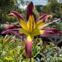 Applique Daylily Roots for Garden Beds, Borders, Containers & Outdoor Landscapes