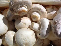 Mushroom Vegetable Seeds for Planting