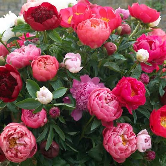 Peony bulb mix growing in a garden bed with green foliage