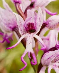 Naked Man Orchid Flower seeds for Planting - Colorful Display, Heirloom & GMO Free Seeds for Home Garden