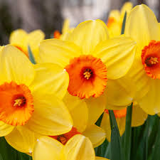 Yellow Orange Narcissus Flower Seeds for Planting Wildflower Mix Heirloom & GMO Free Seeds for Home Garden
 
 Sale