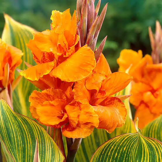 Bright orange Canna Lily blooms growing in a sunny outdoor garden bed.

