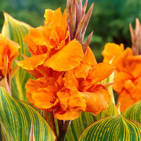 Bright orange Canna Lily blooms growing in a sunny outdoor garden bed.
