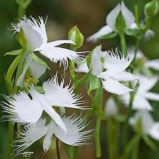 White Egret Orchid Flower seeds for Planting - Vibrant Colors, Heirloom & GMO Free Seeds for Home Garden