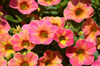 Colorful Calibrachoa flowers cascading from a garden container in full bloom.

