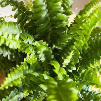 Carbeth Boston Fern indoor foliage plant