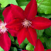Clematis Red Purple Flower seeds for Planting - Cottage Garden Essential, Heirloom & GMO Free Seeds for Home Garden