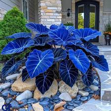Dark Blue Caladium Flower seeds for Planting - Colorful Display, Heirloom & GMO Free Seeds for Home Garden