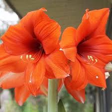 Orange Amaryllis Flower Seeds for Planting Cottage Garden Essential Heirloom & GMO Free Seeds for Home Garden
 
 Sale