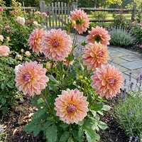 Dahlia Fantasy Flower Seeds for Easy Planting
