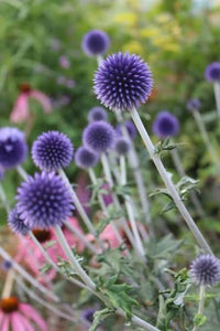 Blue Globe Thistle plants adding texture and color to an ornamental landscape.v