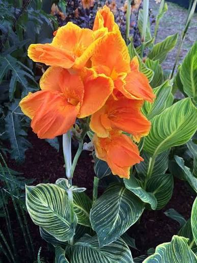 Tropical Orange Canna Lily plants with tall stems and vibrant flowers.

