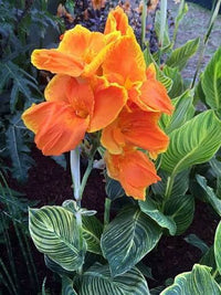 Tropical Orange Canna Lily plants with tall stems and vibrant flowers.

