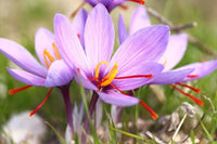 Perennial saffron plants adding seasonal color to a landscape.