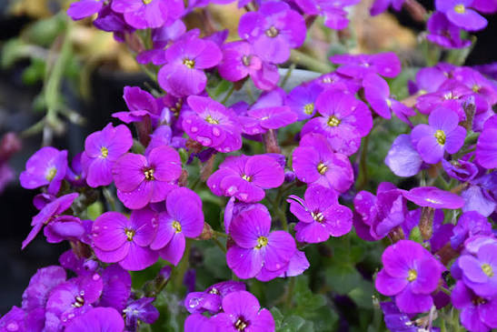 Aubrieta Axcent Deep Purple flowers growing in a rock garden.
