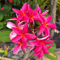 Pink Frangipani Flower seeds for Planting - Easy to Grow, Heirloom & GMO Free Seeds for Home Garden