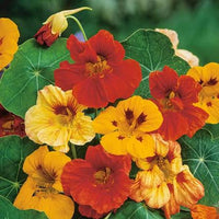 Nasturtium Double Gleam Flower Seeds – Vibrant Double Blooms for Garden Planting