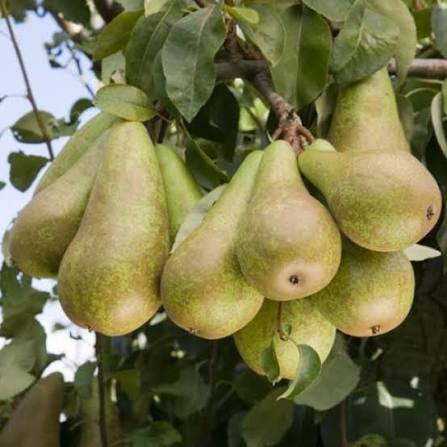 Mixed Pear Fruit Seeds – Orchard Tree for Home Gardens & Outdoor Planting