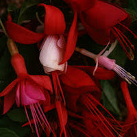Dark Maroon Red Fuchsia Flower Seeds for Planting Wildflower Mix Heirloom & GMO Free Seeds for Home Garden
 
 Sale