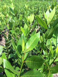 Potted Bay Laurel herb plant for home garden and patio