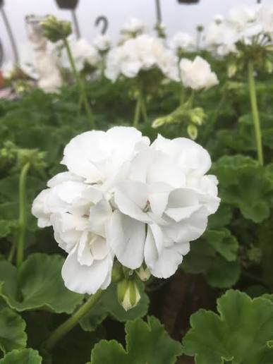 White Ice geranium blooming in a garden container.
