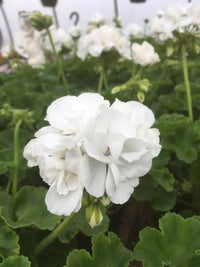 White Ice geranium blooming in a garden container.
