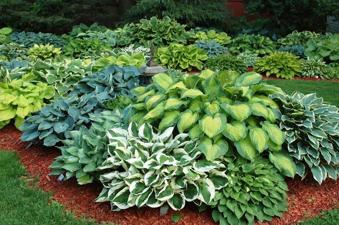 Hosta plants growing in a shaded outdoor garden
