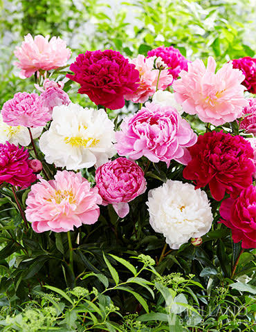 Mixed peony flowers growing in garden plants