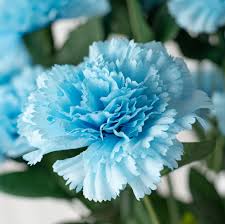 Sky Blue Carnation Flower seeds for Planting - Compact Growth, Heirloom & GMO Free Seeds for Home Garden