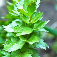Perennial Herb Lovage growing in a raised garden bed with vibrant green leaves.

