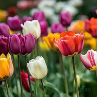 Multi-Color Tulip Seeds for Planting Essentials