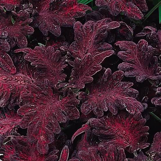 Coleus Black Dragon plant with deep purple-black foliage growing in a garden.
