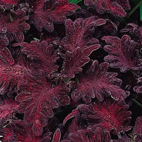 Coleus Black Dragon plant with deep purple-black foliage growing in a garden.