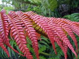 Red Fern for Planting Drought Tolerant Heirloom & GMO Free Seeds for Home Garden
 
 Sale